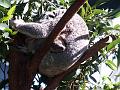 Momma Koala 3